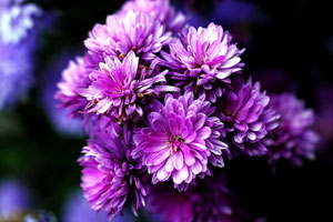 云呼讨债神器软件